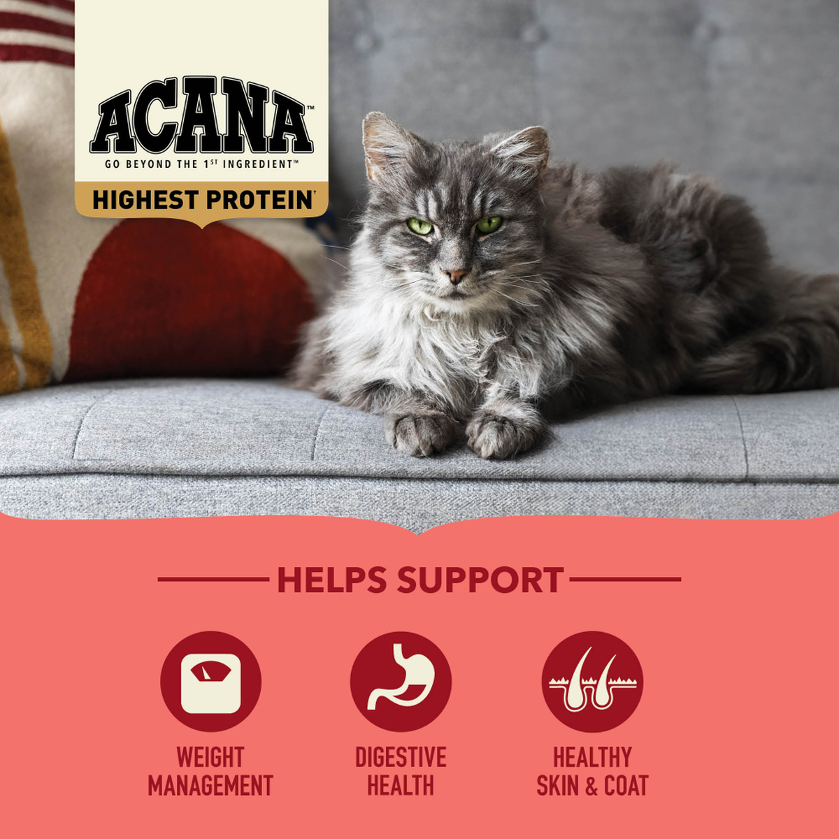 ACANA Highest Protein Indoor Food for Indoor Cats ACANA USA